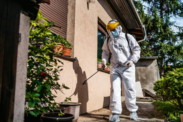 Best Flea Control Services  in Hondo, TX