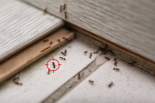 Professional Pest Control in Hondo, TX