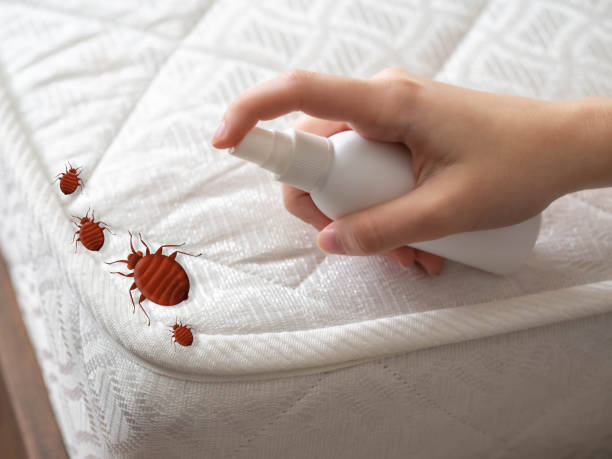 Best Ant Control Services  in Hondo, TX