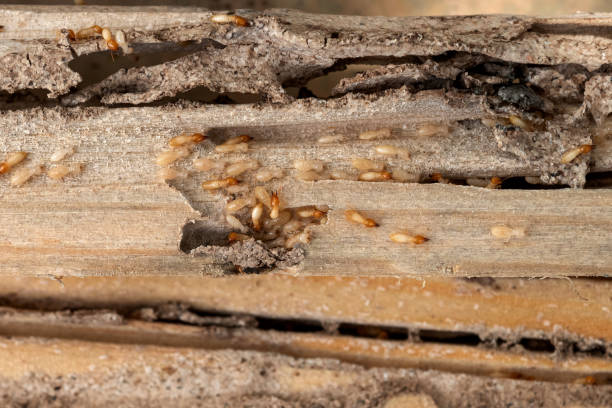 Professional Pest Control in Hondo, TX
