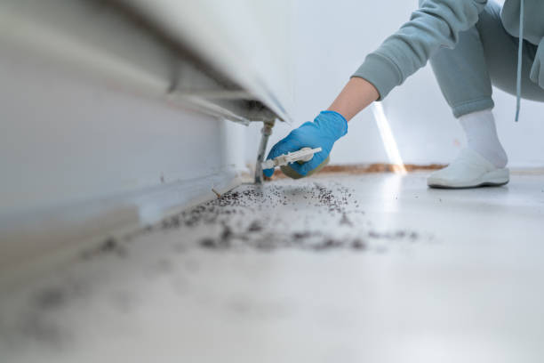 Best Pest Control Near Me in Hondo, TX